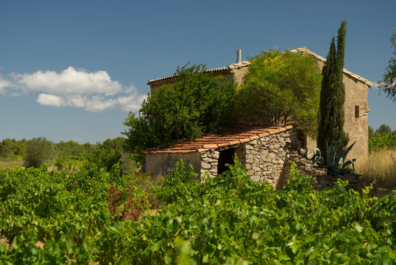 Vineyards