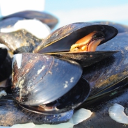 Moules