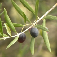 olives