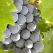 Rubrique produits régionaux