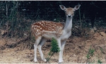 -LOILAR0340000013-Zoo-de-Bouzigues-daim.jpg